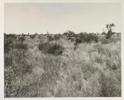 Expedition truck in brush, distant view
