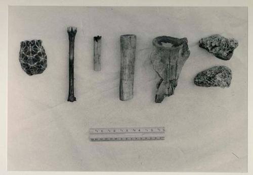 /Twikwe's possessions, including (left to right) tortoise shell spoon, three pieces of bone used for pounding and grinding, a bone dish used for mixing poison for arrows, and two pieces of ostrich bone used to give a hide a last, fine scraping, with a ruler for measurement