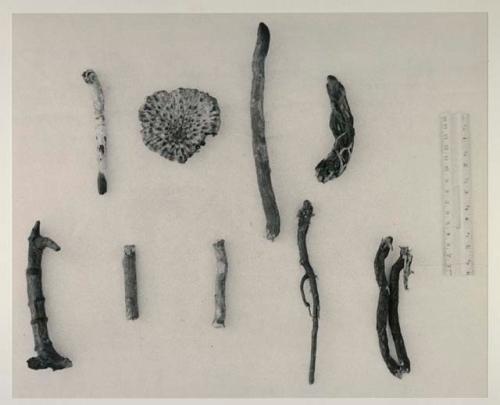 Botanical specimens used as medicines, including khu ha, ≠ouam, giriu (charred at end), /gay, and sa sa, with a ruler for measurement