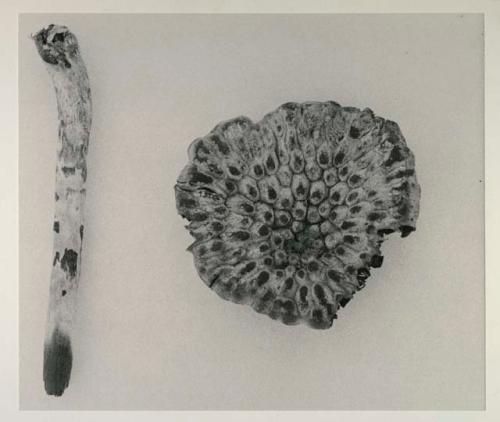 Botanical specimens, a stem called khu ha beside a piece of ≠ouam, with a ruler for measurement