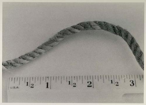 !Gui (a cord) used for snare, made from a plant of the same name, with a ruler for measurement