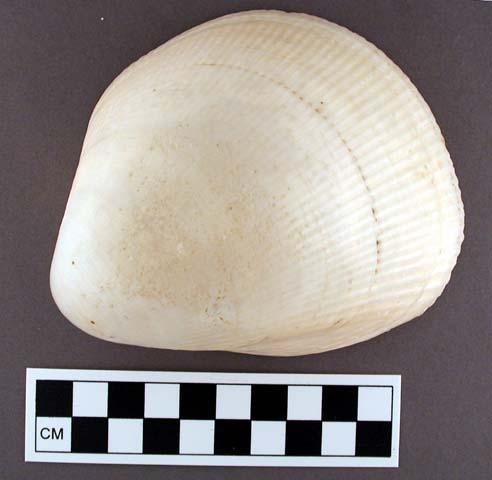 Unworked cardium shells (complete) - range 9.0 - 13.2 cm.