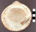 Worked glycymeris shell, perforation on one side - length 10.2 cm.