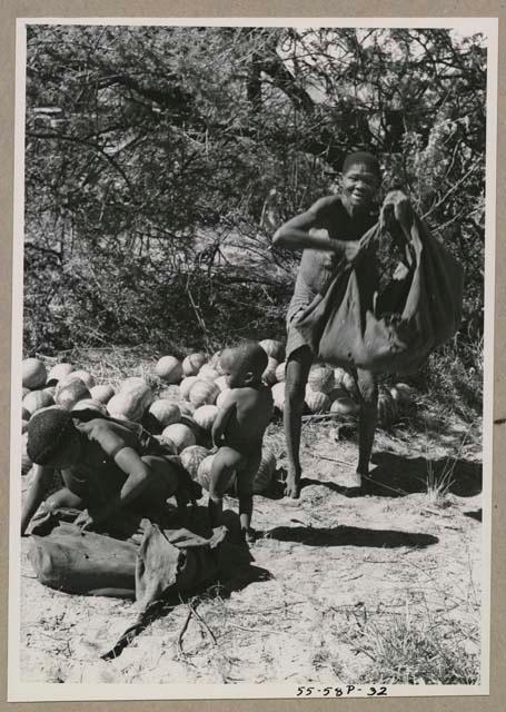 Tsekue and /Twikwe unloading tsama melons from their karosses, with Oukwane standing between them
