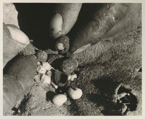 Person's hands holding poison beetles

