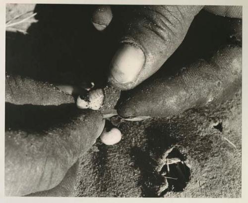 Person's hands taking a poison beetle larva out of its shell
