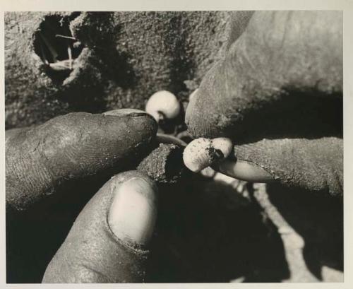 Close-up of a person's fingers taking the poison beetle larva out of its shell

