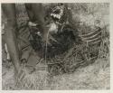 Close-up of !Gai placing meat on green branches with which he has lined a carrying net

