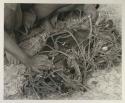 Close-up of !Gai's hands tying up a carrying net

