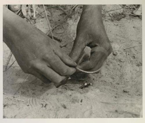 Close-up of a person's hands placing noose for snare