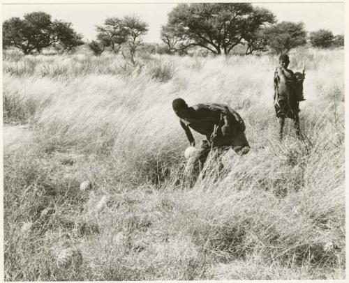 Digging for roots: /Twikwe and DaSi!Na gathering tsama melons in a field (print is a cropped image)