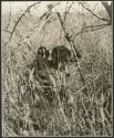 Digging for roots: Woman digging in the grass for roots, with her baby tied to her back (print is a cropped image)