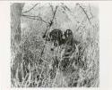 Digging for roots: Woman digging in the grass for roots, with her baby tied to her back (print is a cropped image)