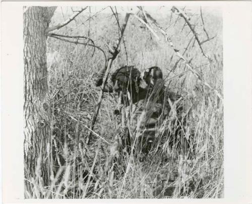 Digging for roots: Woman digging in the grass for roots, with her baby tied to her back (print is a cropped image)