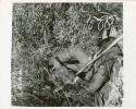 Digging for roots: Woman holding veldkos, and sitting next to the hole she dug it out of (print is a cropped image)