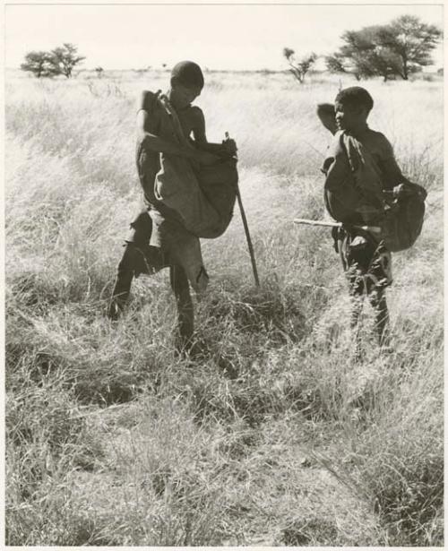 Digging for roots: /Twikwe and DaSi!Na gathering tsama melons in a field, /Twikwe putting a melon in her kaross (print is a cropped image)