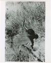 Digging for roots: Woman digging, her digging stick in her left hand, pulling sand out of a hole with her right hand (print is a cropped image)