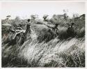 Digging for roots: Women carrying wood, returning from a gathering trip (print is a cropped image)