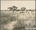 Women on gathering trips: Women gathering under a tree, distant view (print is a cropped image)