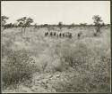 Women on gathering trips: Women walking in the grass, distant view (print is a cropped image)