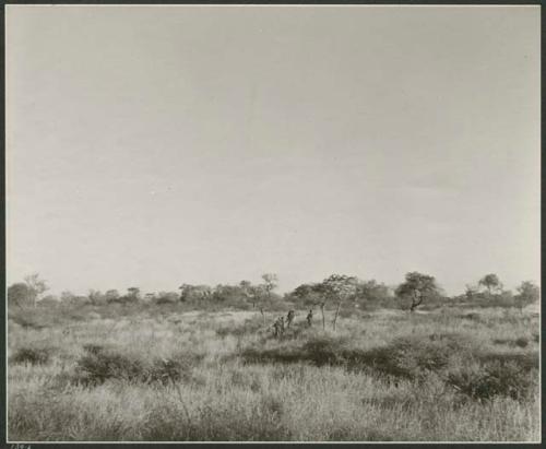 Women on gathering trips: Small group of women walking in the veld, distant view (print is a cropped image)