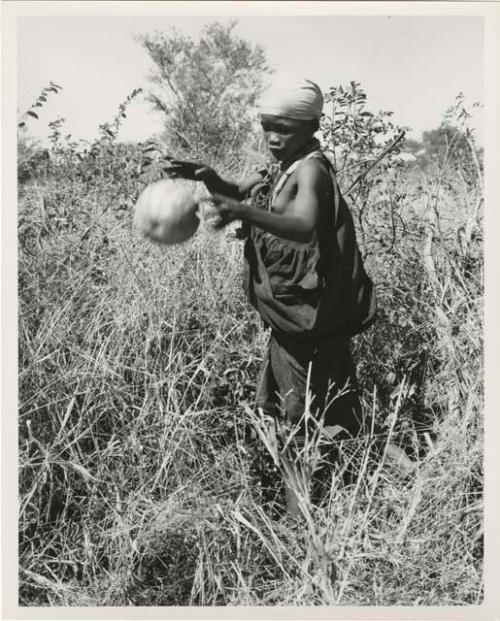 Women on gathering trips: ≠Nisa dropping a tsama melon (print is a cropped image)