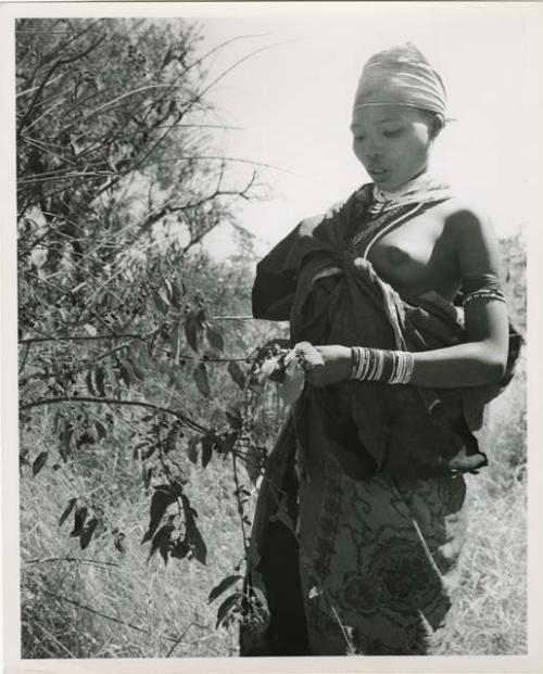 Berry picking: ≠Nisa wearing a long skirt, gathering berries (print is a cropped image)