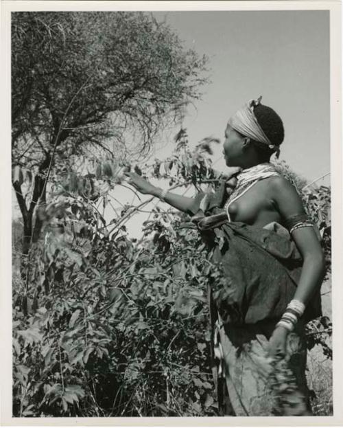 Berry picking: ≠Nisa picking berries (print is a cropped image)