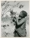 Berry picking: Woman gathering berries from a branch (print is a cropped image)