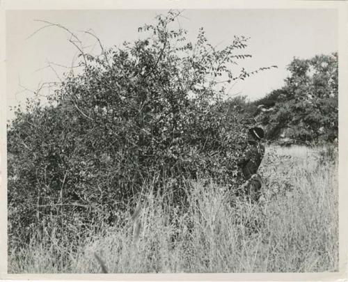 Berry picking: Boy picking something from bushes (print is a cropped image)