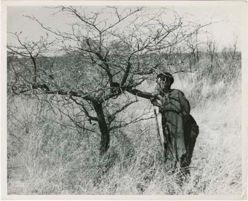 Berry picking: //Kushay reaching into a tree to pick something (print is a cropped image)