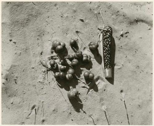 Berry picking: Grewia berries, with a pocket knife for scale (print is a cropped image)