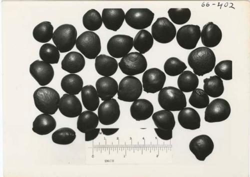 Tsi gathering: Tsi nuts, with a ruler for measurement