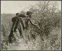 [No folder title]: Woman leaning over, picking berries (print is a cropped image)