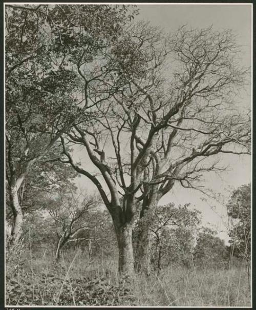 "Mangetties": Mangetti tree (print is a cropped image)