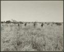 [No folder title]: Five men walking in the grass, distant view (print is a cropped image)