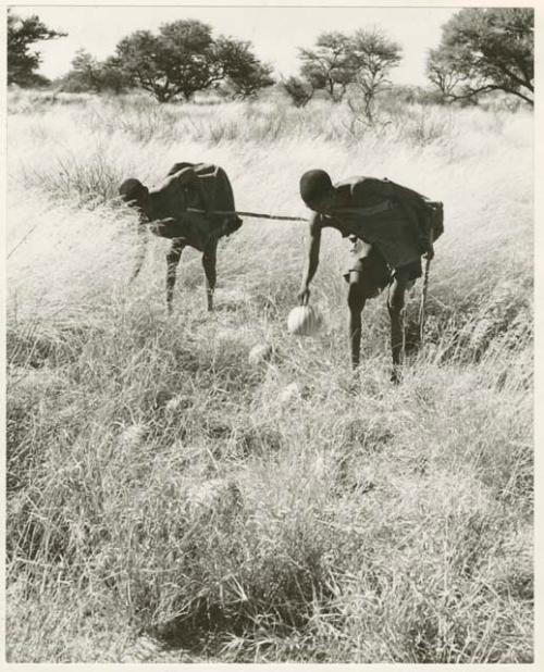 [No folder title]: /Twikwe and DaSi!Na gathering tsama melons in a field (print is a cropped image)