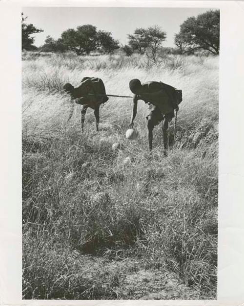 [No folder title]: /Twikwe and DaSi!Na gathering tsama melons in a field (print is a cropped image)