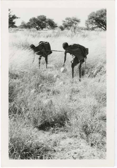 [No folder title]: /Twikwe and DaSi!Na gathering tsama melons in a field (print is a cropped image)