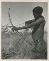 [No folder title]: "/Qui Hunter" holding a bow and arrow, showing method of holding and releasing (print is a cropped image)