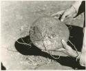 Tsi: Robert Story holding a plant specimen, a round storage organ (print is a cropped image)