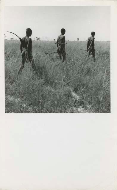 [No folder title]: Three hunters walking into the veld, carrying hunting equipment over their shoulders