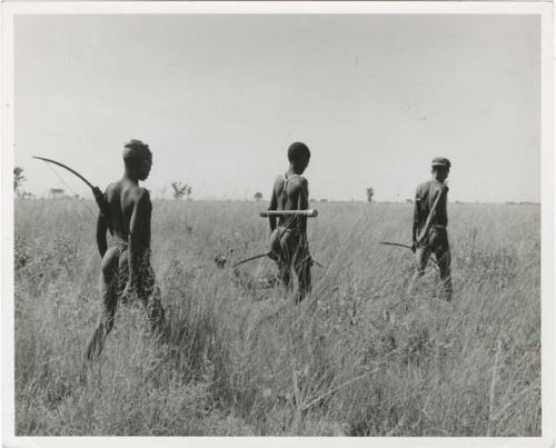 [No folder title]: Three hunters walking into the veld, carrying hunting equipment over their shoulders