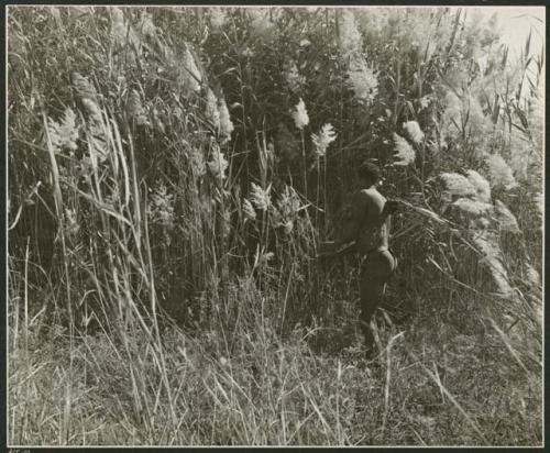 "The reeds for arrows": Man standing next to reeds that are used to make arrow shafts (print is a cropped image)