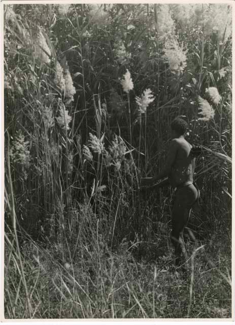 "The reeds for arrows": Man standing next to reeds that are used to make arrow shafts (print is a cropped image)