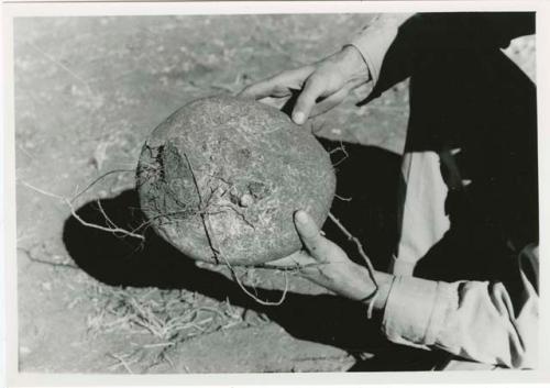 "[Robert] Story, gathering photos": Robert Story holding a plant specimen, a round storage organ (print is a cropped image)