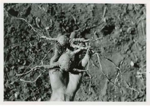 "[Robert] Story, gathering photos": Robert Story holding up plant specimens, two roots (print is a cropped image)