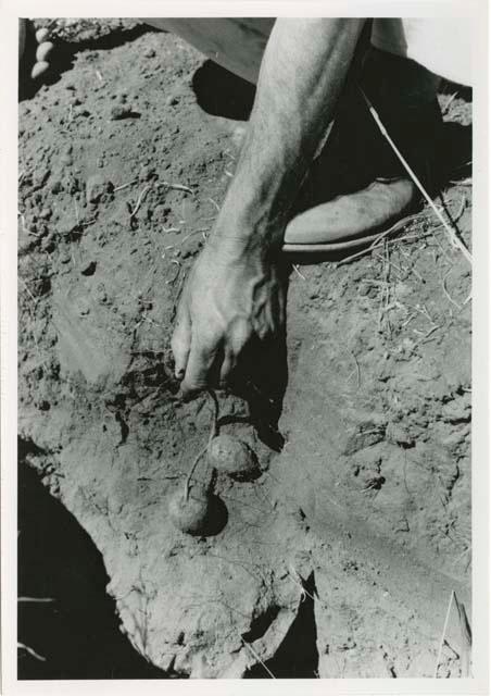 "[Robert] Story, gathering photos": Robert Story pulling plant specimens, bulbs, from a shallow hole (print is a cropped image)