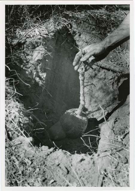 "[Robert] Story, gathering photos": Robert Story pulling out a root, close-up (print is a cropped image)