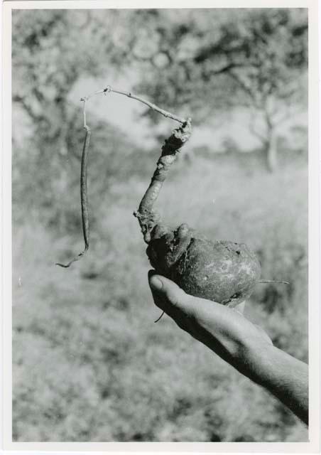 "[Robert] Story, gathering photos": Robert Story holding up a plant specimen, a root (print is a cropped image)